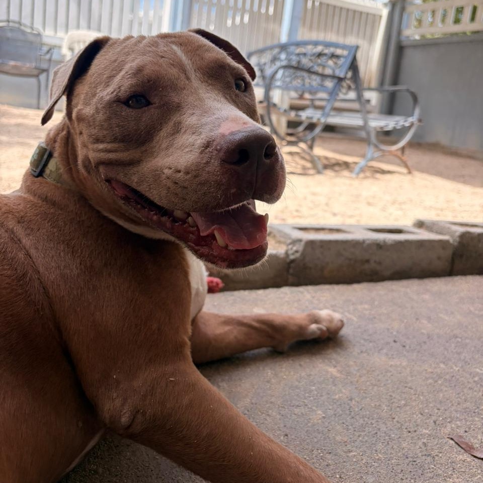 Enlarge Turtle, a ADOPTABLE American Bully in Thornhill, ON image 5/6