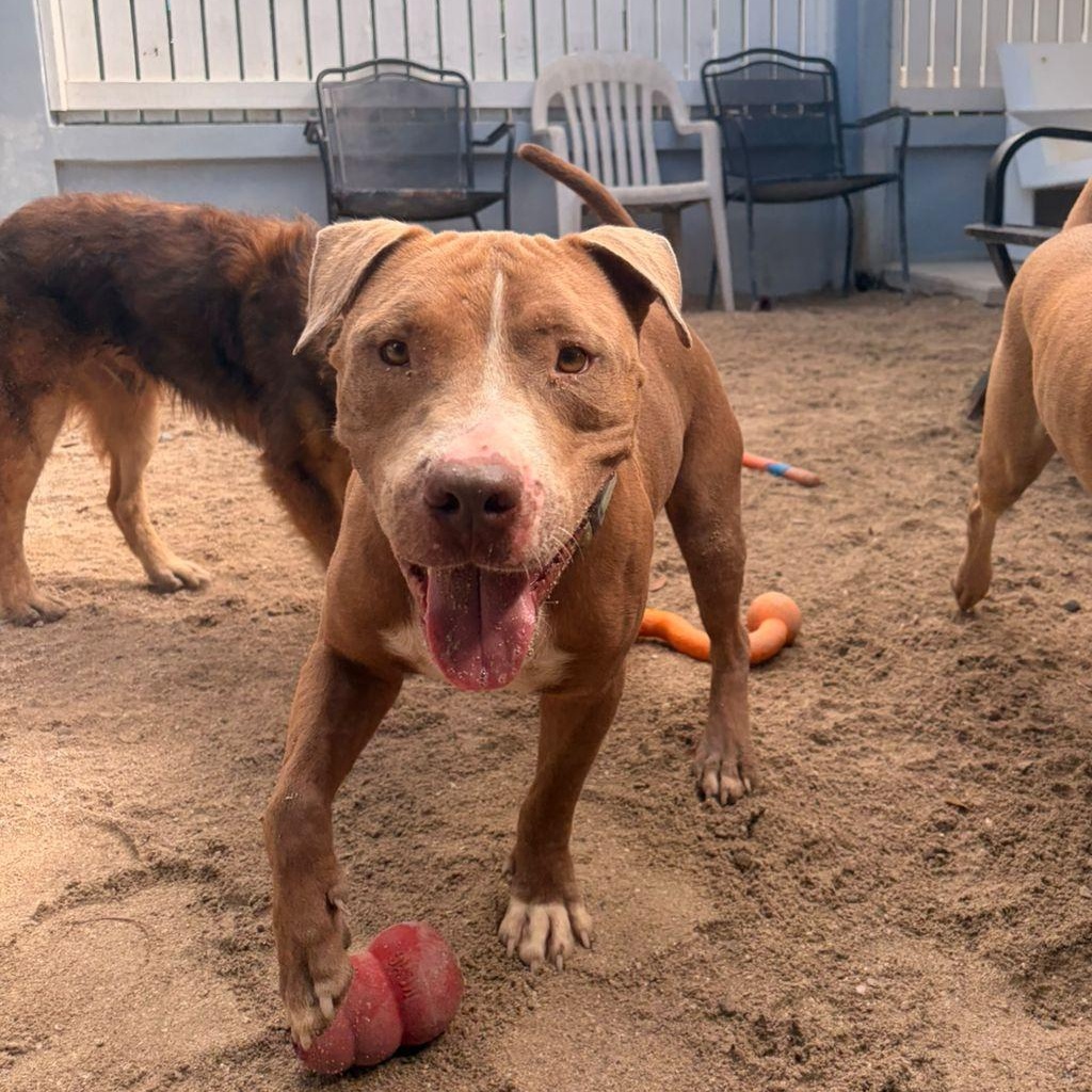 Enlarge Turtle, a ADOPTABLE American Bully in Thornhill, ON image 3/6