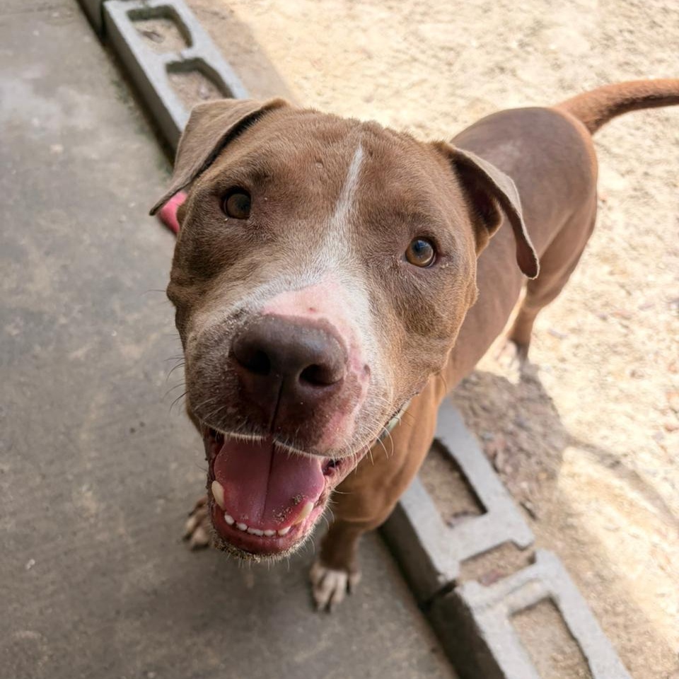 Turtle, ADOPTABLE, Young Male American Bully.