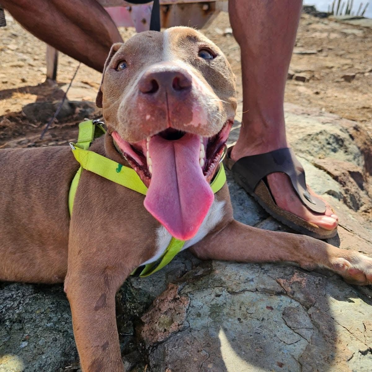 Enlarge Turtle, a ADOPTABLE American Bully in Thornhill, ON image 2/6