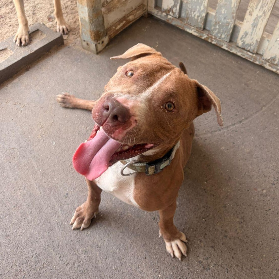 Enlarge Turtle, a ADOPTABLE American Bully in Thornhill, ON image 6/6