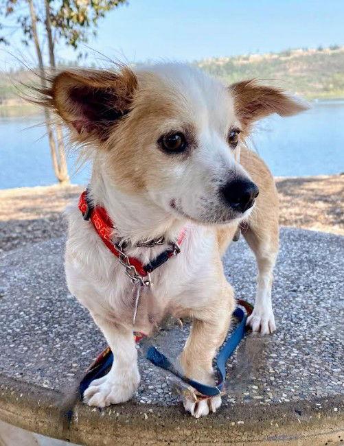 Enlarge Odie, a Adopted Chihuahua in San Diego, CA image 1/3