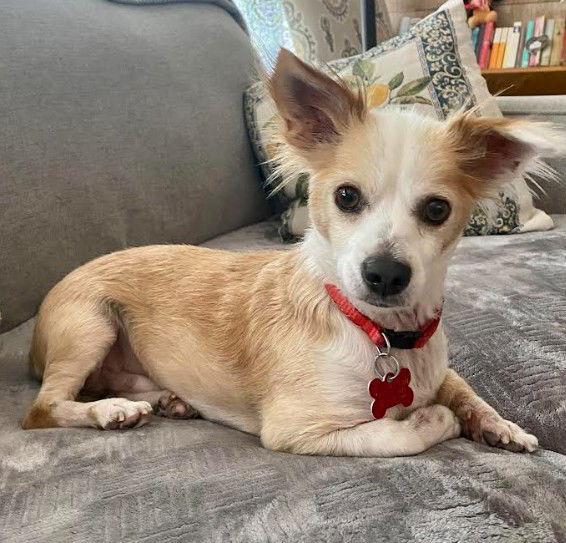 Enlarge Odie, a Adopted Chihuahua in San Diego, CA image 2/3