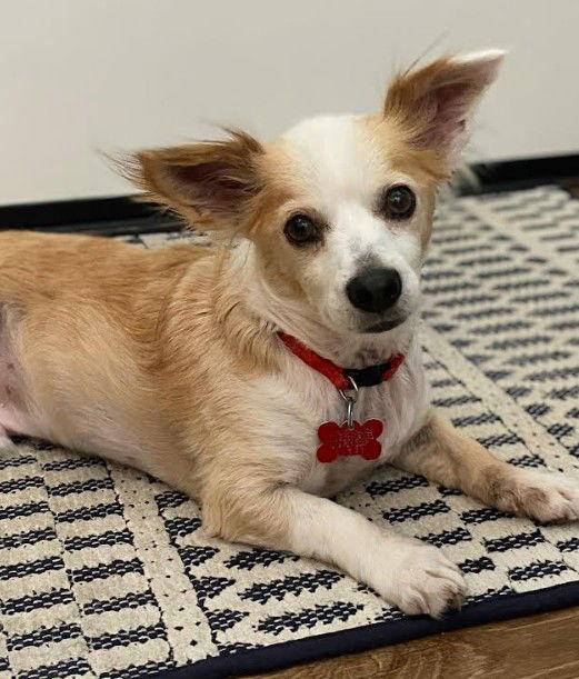 Enlarge Odie, a Adopted Chihuahua in San Diego, CA image 3/3