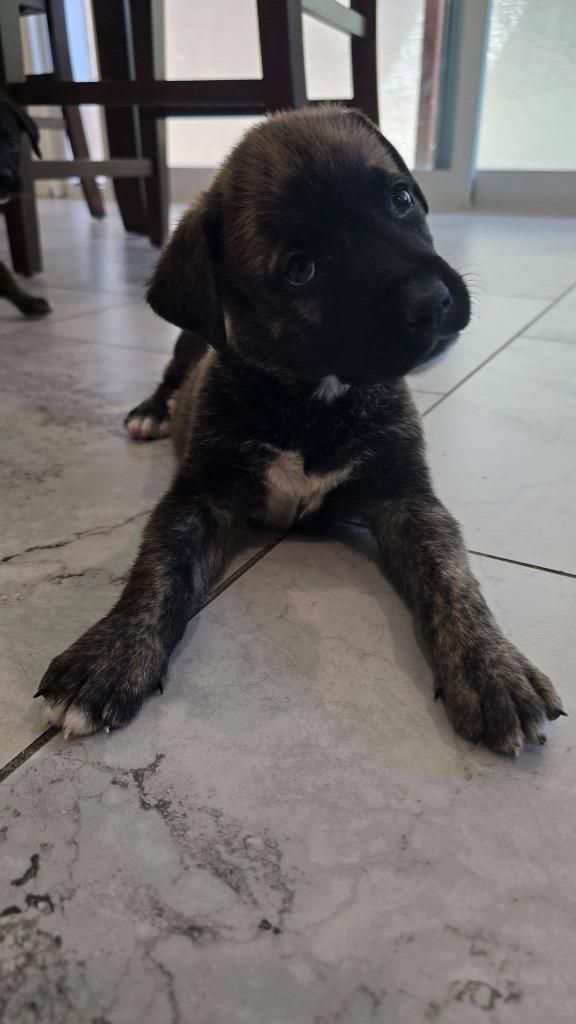 Paul, Adoptable, Puppy Male Mixed Breed.