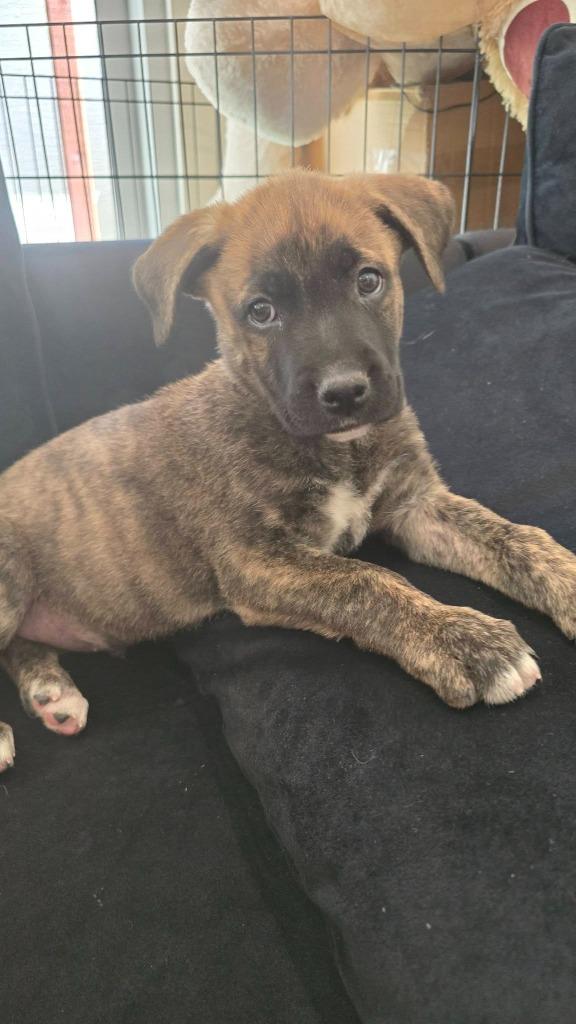 Enlarge Paul, a Adoptable Mixed Breed in Mesa, AZ image 2/2