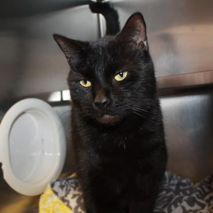 Enlarge Sea Serpent, a Adoptable mixed breed in Richmond, VA image 1/1