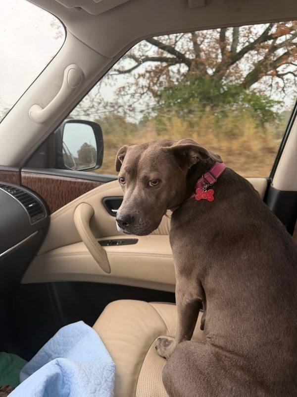 Sweet Brandy Rose thumbnail 3