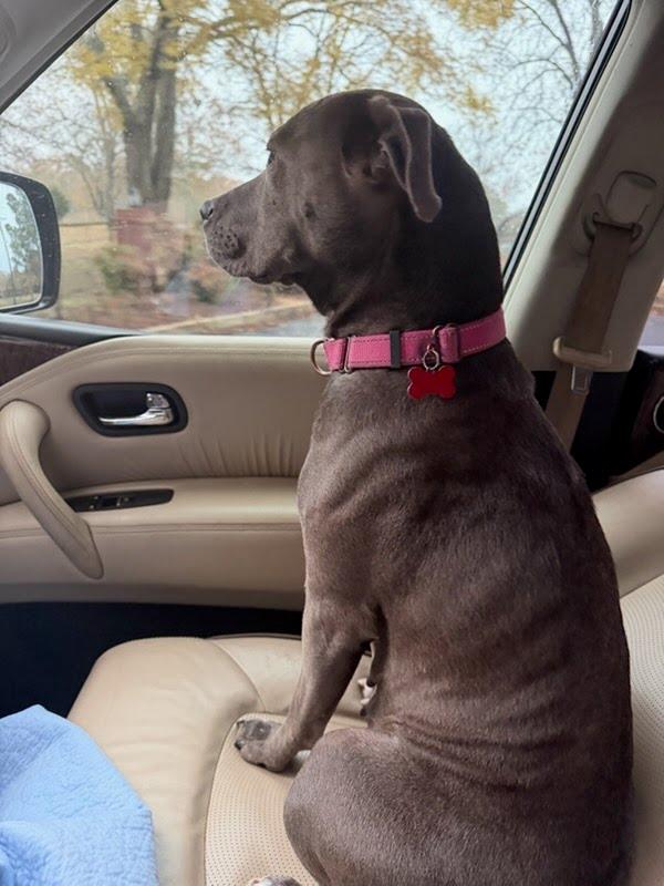 Sweet Brandy Rose thumbnail 6