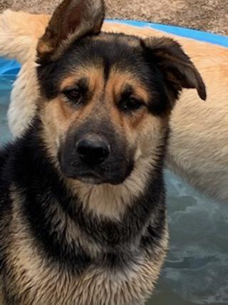 Fred, a Adoptable mixed breed in Pearce, AZ image 1/10