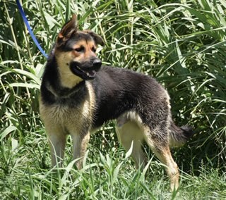 Fred, Adoptable, Adult Male German Shepherd Dog & Labrador Retriever.