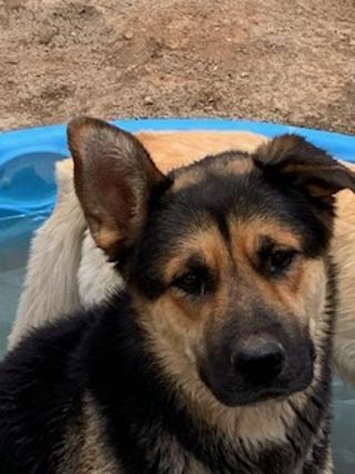 Fred, a Adoptable mixed breed in Pearce, AZ image 3/10