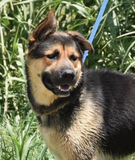 Fred, a Adoptable mixed breed in Pearce, AZ image 4/10