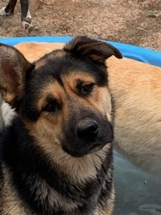 Fred, a Adoptable mixed breed in Pearce, AZ image 5/10