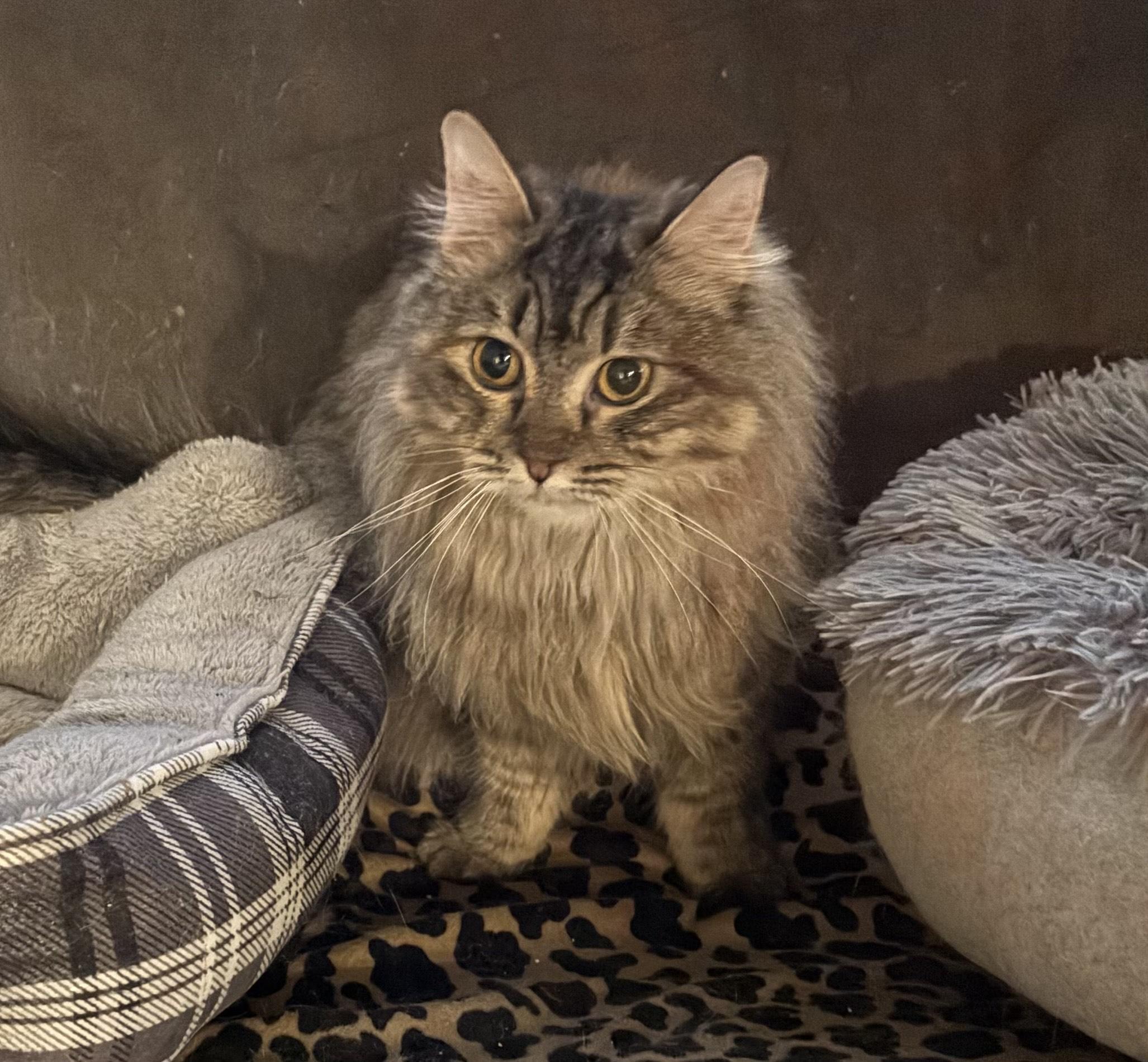 Shakira (Tabby), Adoptable, Young Female Domestic Long Hair.