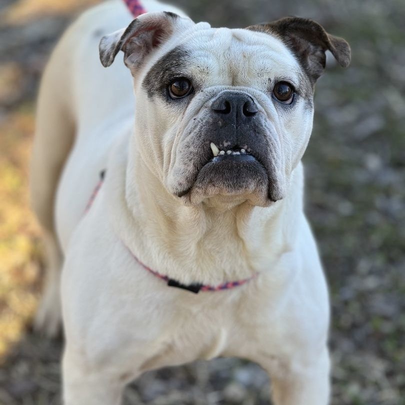 Tina Salvare (CONC-A-7993), a Adoptable English Bulldog in Concord, NC image 1/2