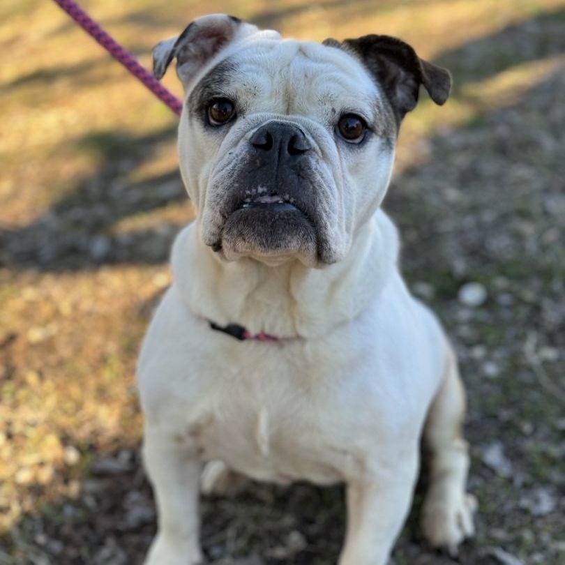 Tina Salvare (CONC-A-7993), a Adoptable English Bulldog in Concord, NC image 2/2