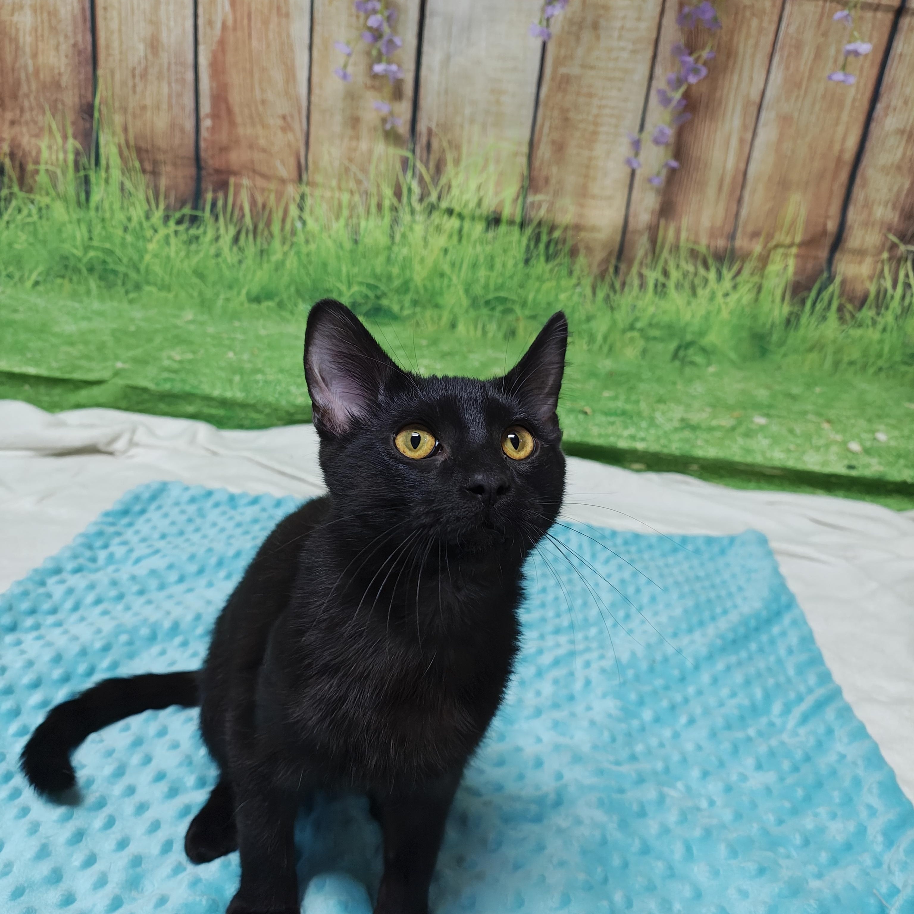 Enlarge Sam's Club (Adoption Sponsored), an adopted Domestic Short Hair in Oconto, WI image 5/5