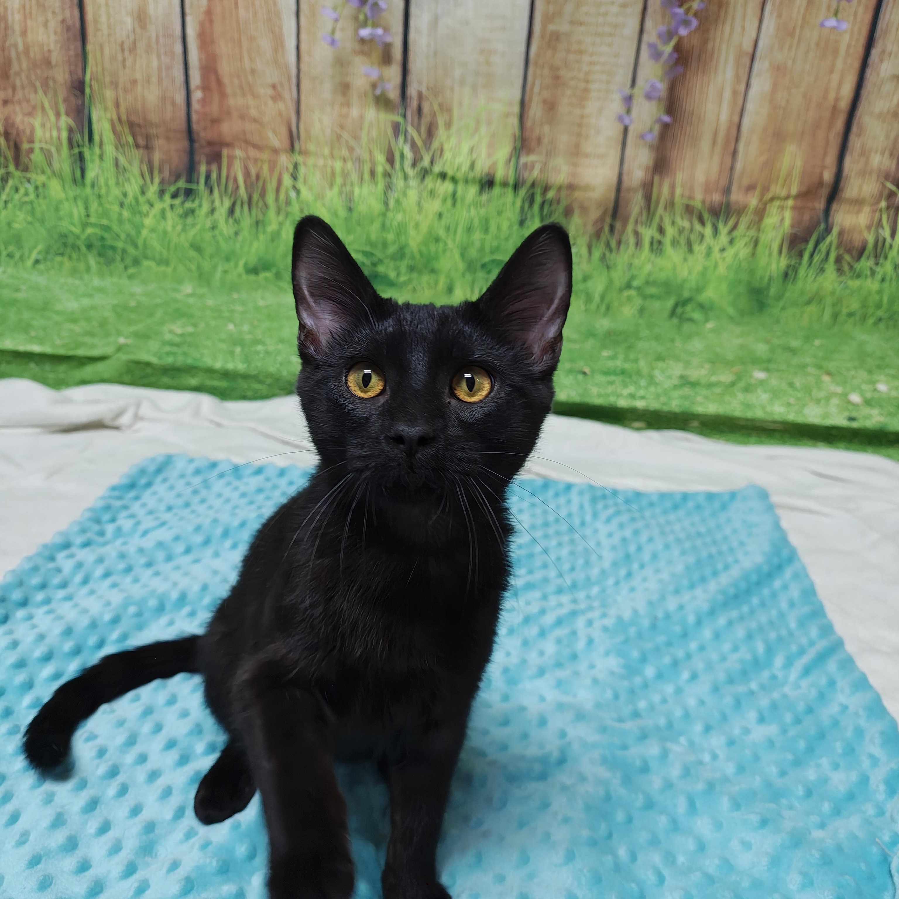 Enlarge Sam's Club (Adoption Sponsored), an adopted Domestic Short Hair in Oconto, WI image 1/5