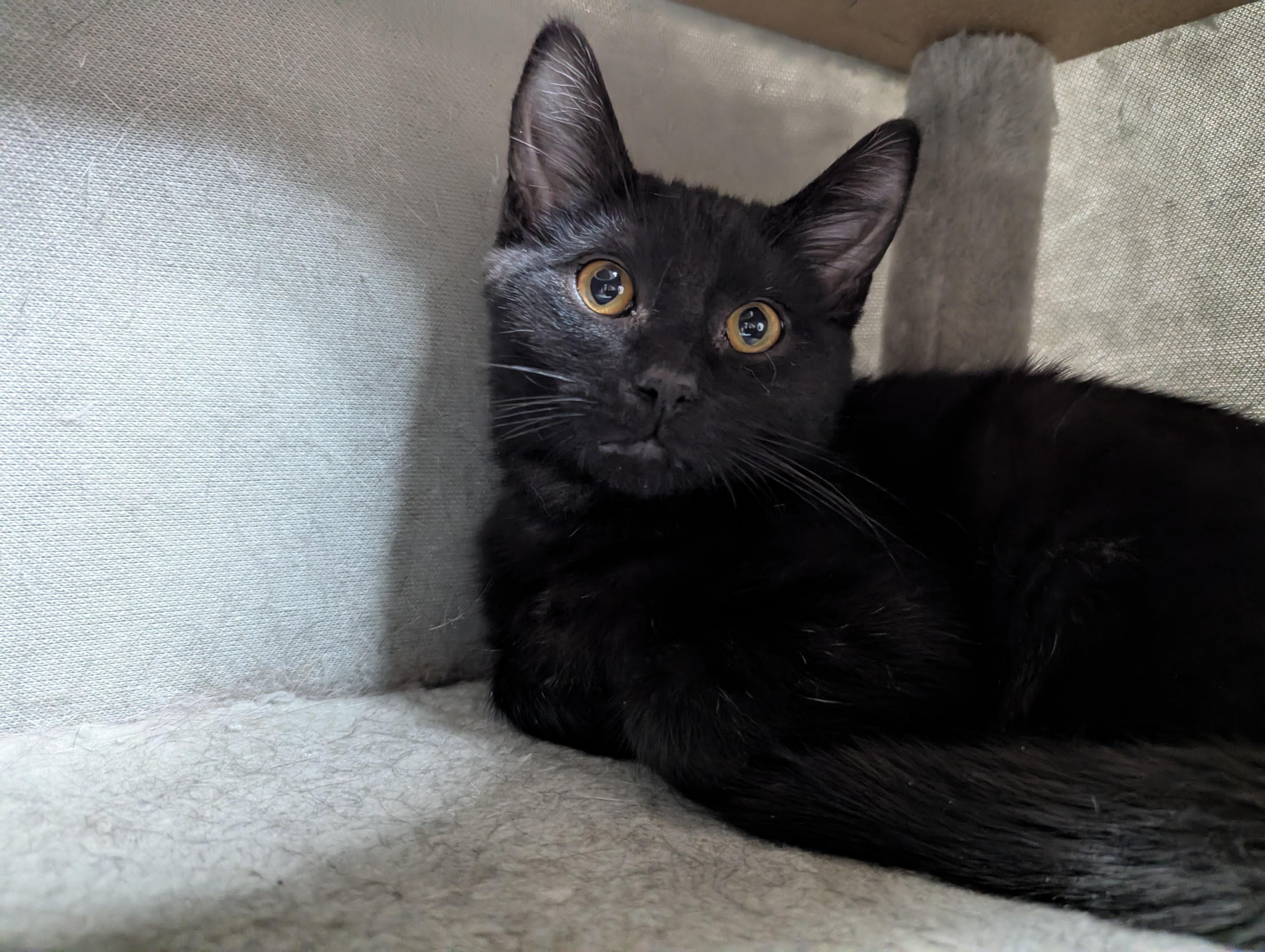 Enlarge Sam's Club, a Adoptable Domestic Short Hair in Oconto, WI image 3/3