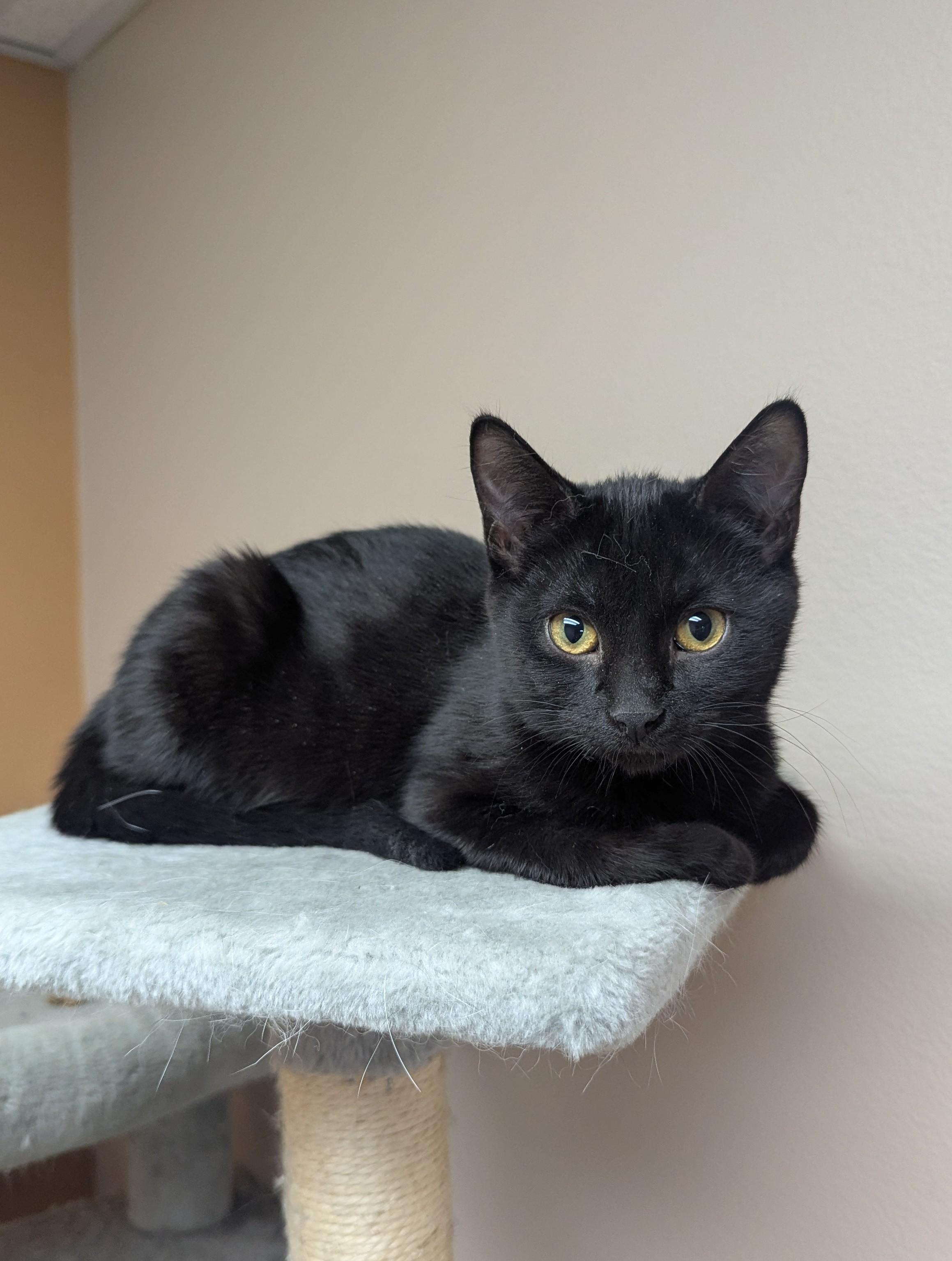 Sam's Club, Adoptable, Kitten Male Domestic Short Hair.