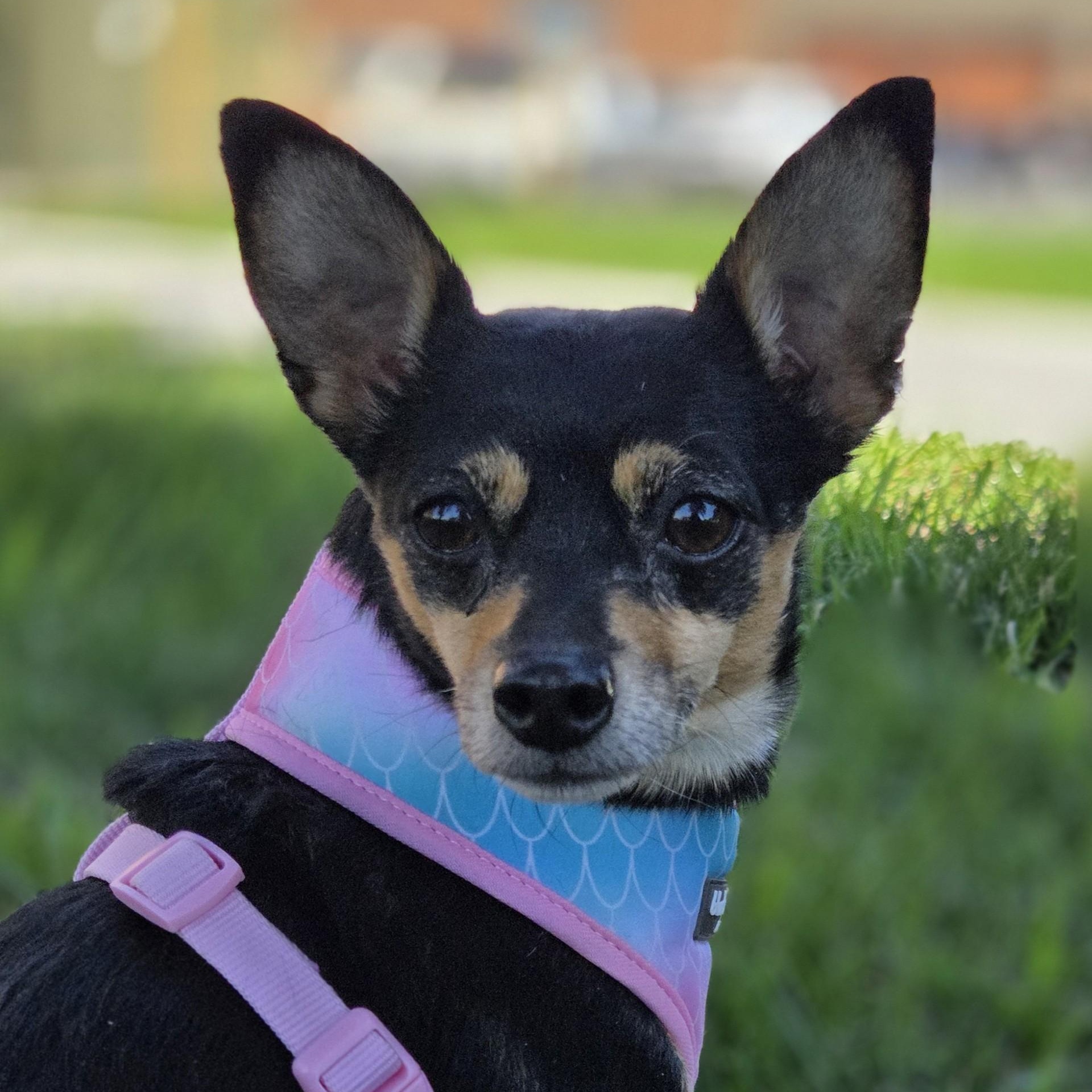 Enlarge Itsy Bitsy, an adopted mixed breed in Brookings, SD image 1/2
