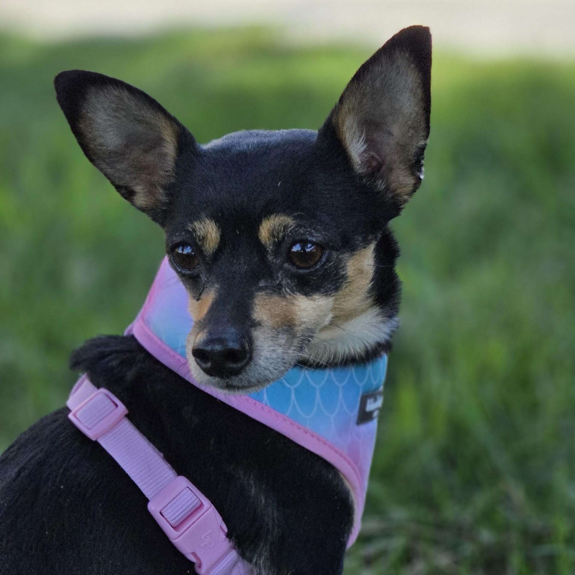 Enlarge Itsy Bitsy, an adopted mixed breed in Brookings, SD image 2/2