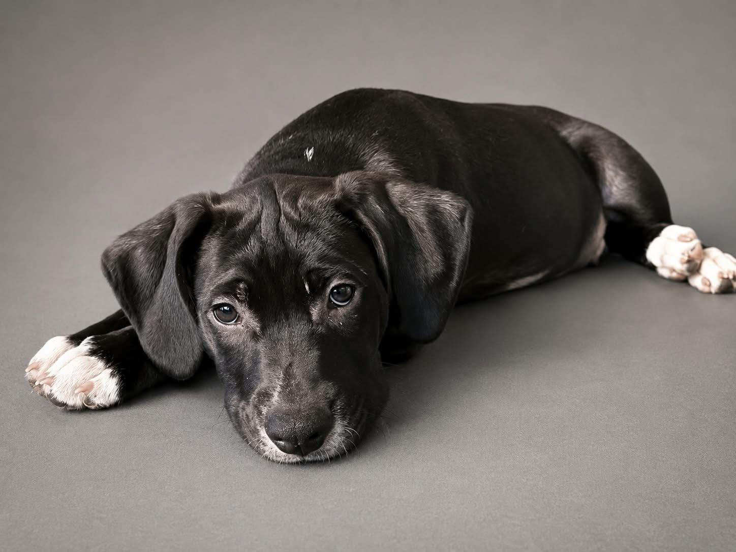 Duke, a Adoptable mixed breed in Pottstown, PA image 1/2
