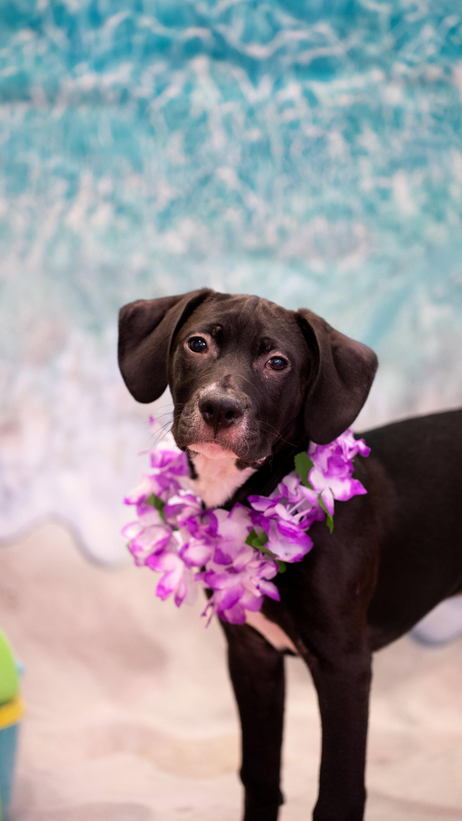 Duke, a Adoptable mixed breed in Pottstown, PA image 2/2