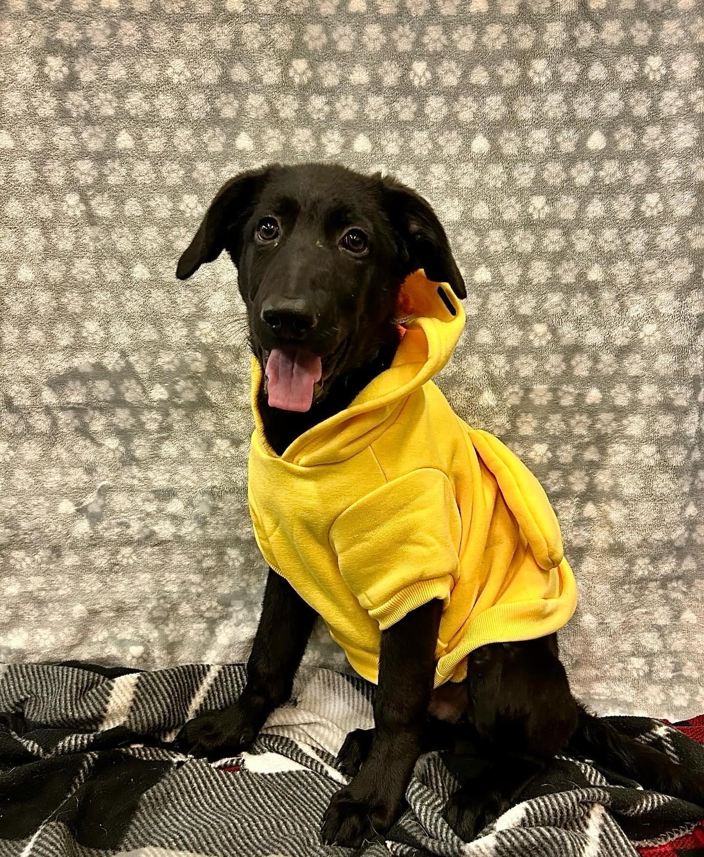 Dog for adoption Chopper, a German Shepherd Dog Mix in Queen Creek