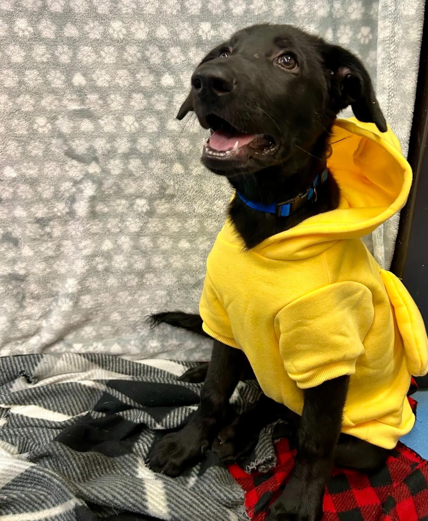 Dog for adoption Chopper, a German Shepherd Dog Mix in Queen Creek