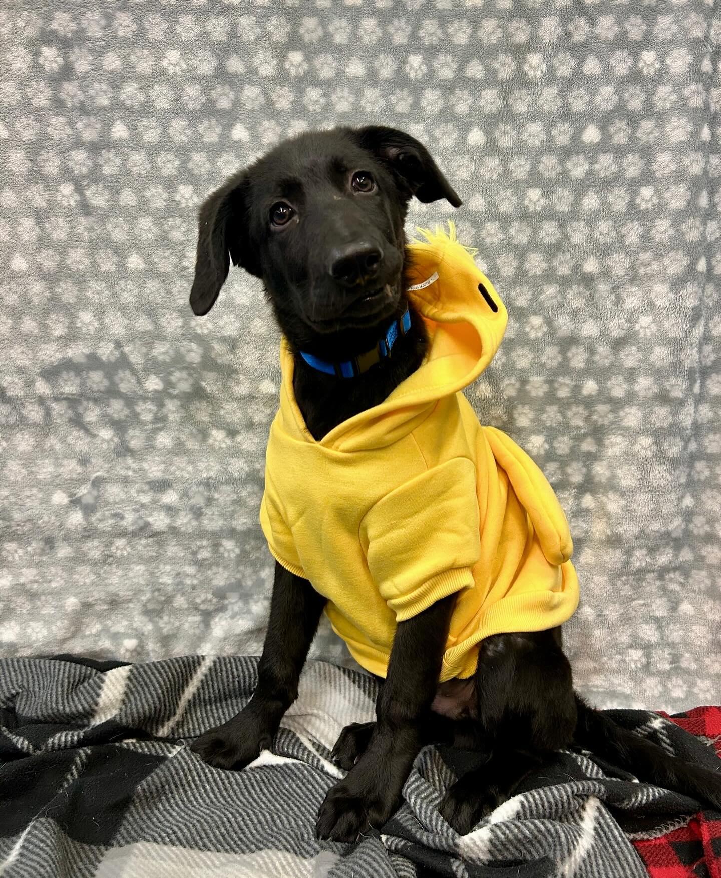 Dog for adoption Chopper, a German Shepherd Dog Mix in Queen Creek