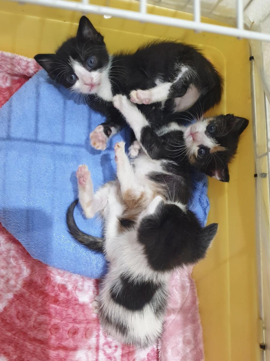 Enlarge Nova - 5 Months, a ADOPTABLE Tuxedo in North York, ON image 4/5