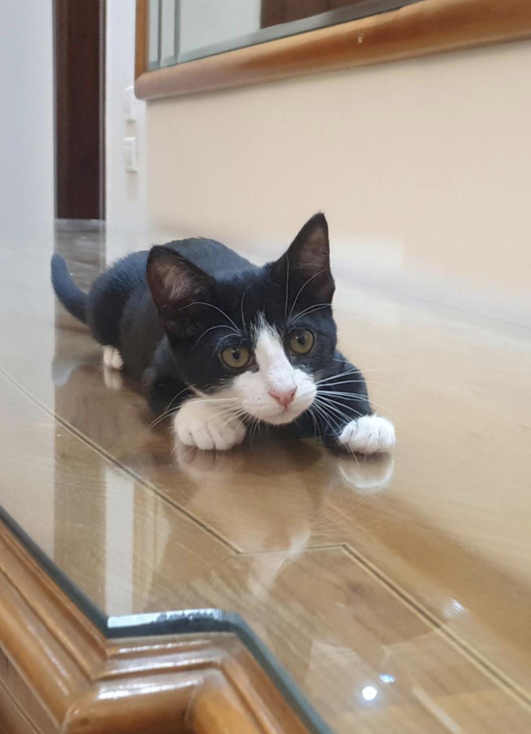 Enlarge Nova - 5 Months, a ADOPTABLE Tuxedo in North York, ON image 5/5