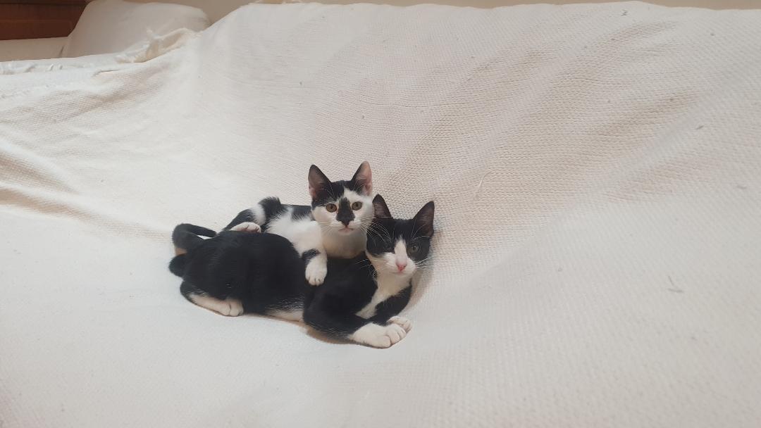 Enlarge Nova - 5 Months, a ADOPTABLE Tuxedo in North York, ON image 2/5