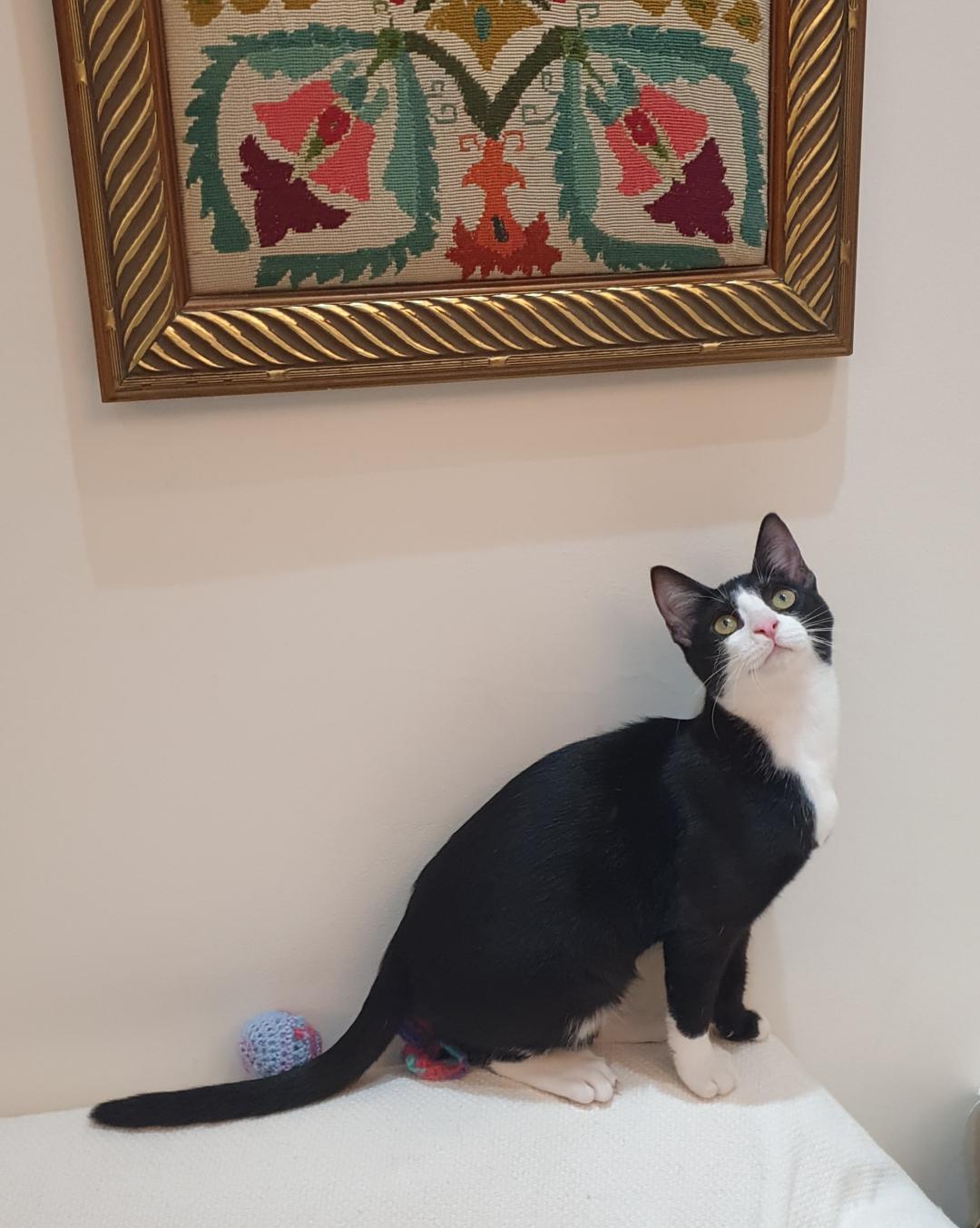 Enlarge Nova- Purr machine & cuddle queen, a ADOPTABLE Tuxedo in North York, ON image 1/6