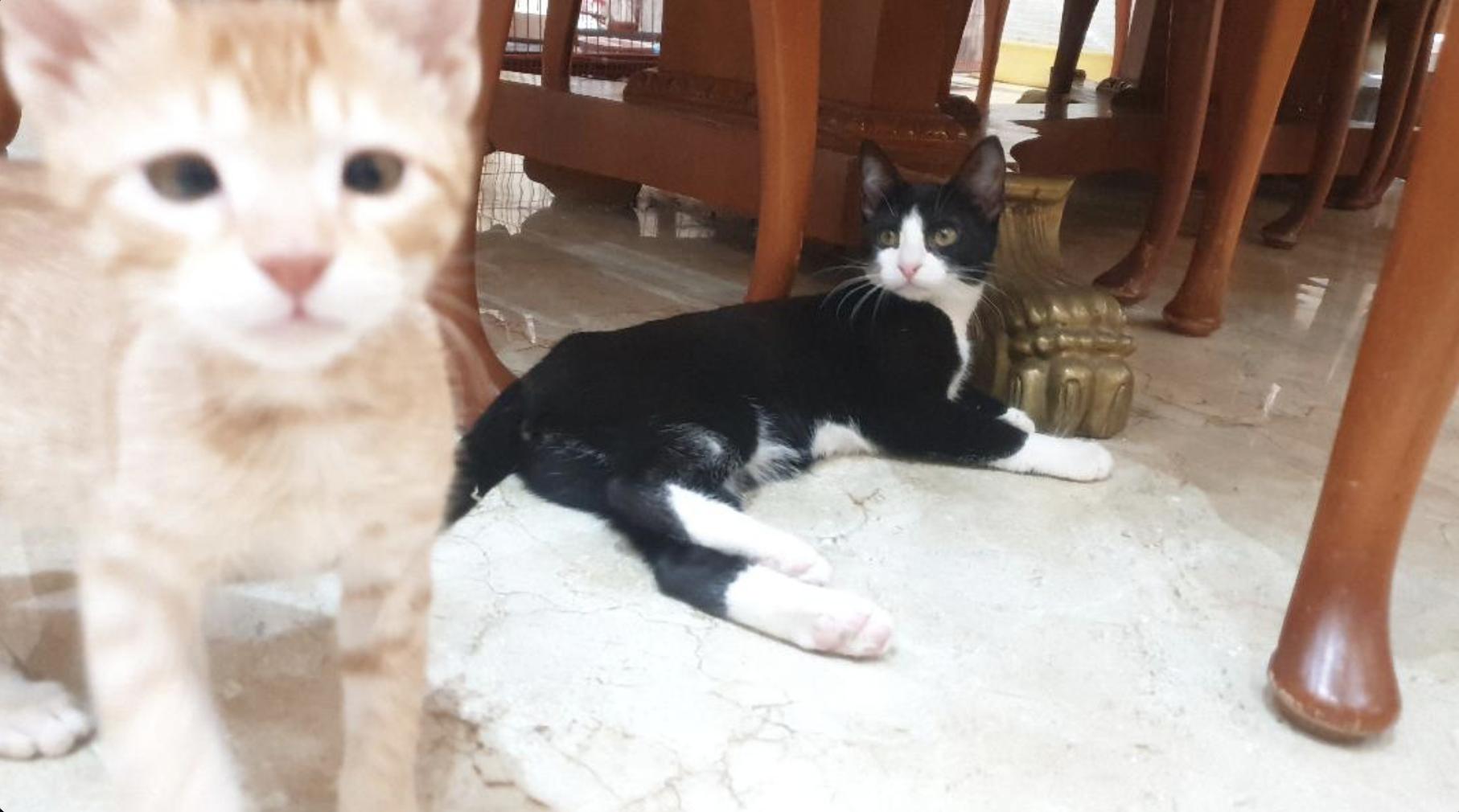 Enlarge Nova - 5 Months, a ADOPTABLE Tuxedo in North York, ON image 3/5