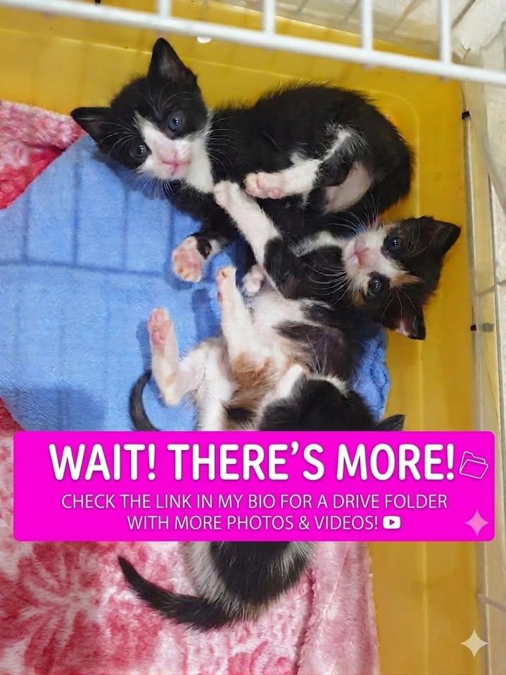 Enlarge Nova- Purr machine & cuddle queen, a ADOPTABLE Tuxedo in North York, ON image 6/6