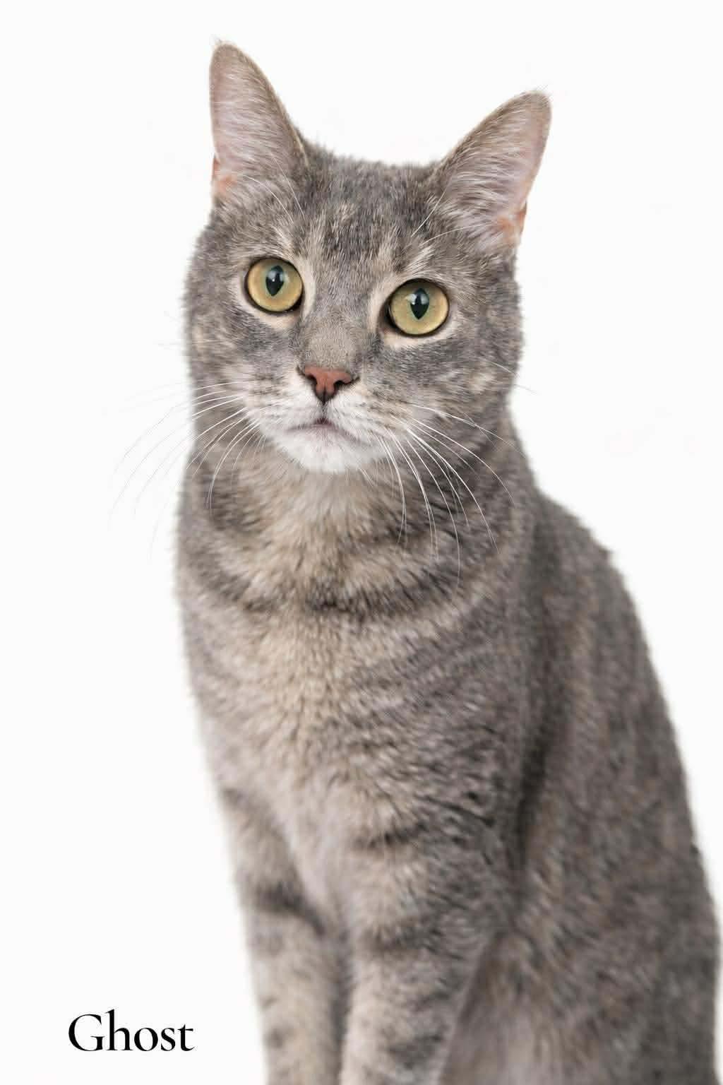 Enlarge Ghost, a Adoptable Domestic Short Hair in Stevensville, MI image 1/1