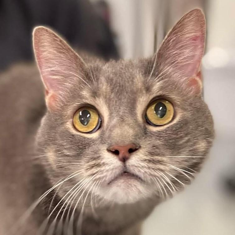 Enlarge Ghost, a Adoptable Domestic Short Hair in Stevensville, MI image 2/2