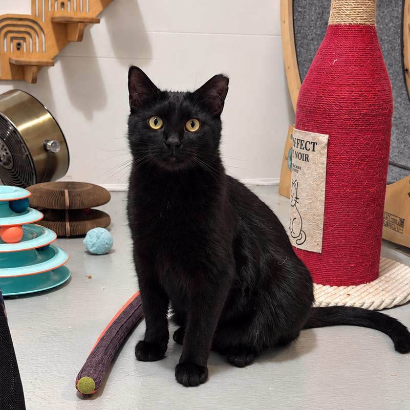 Enlarge Harrison, a Adoptable mixed breed in Syracuse, NY image 5/6