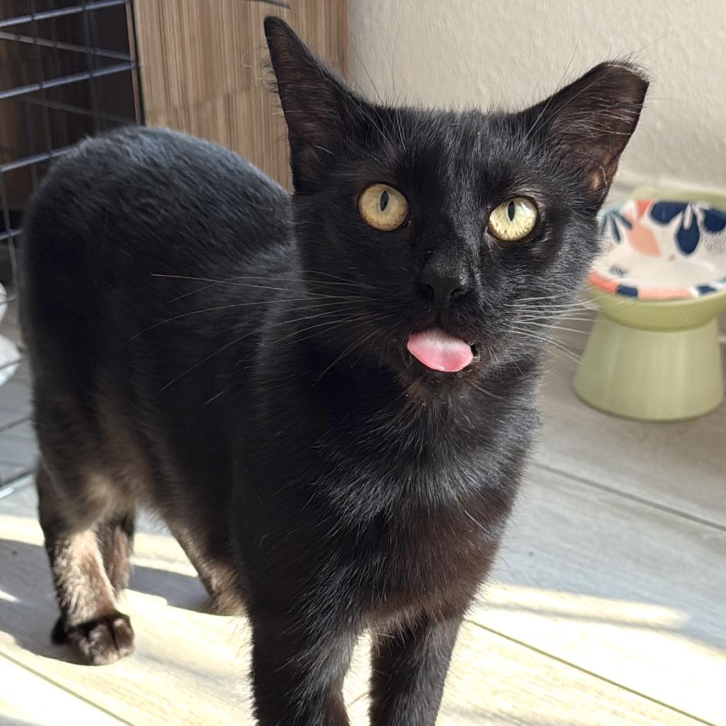 Harrison, Adoptable, Young Male Bombay & American Shorthair.