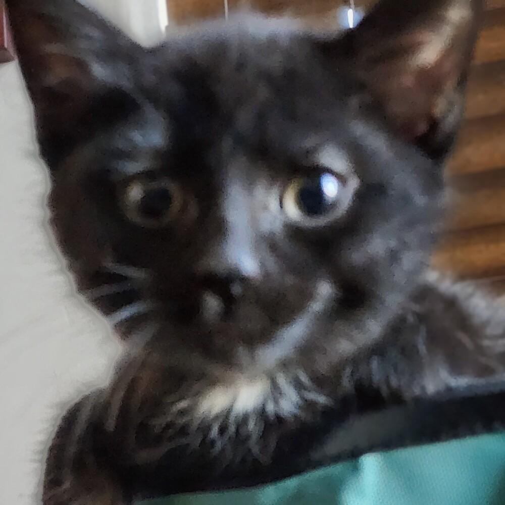 Jax, Adoptable, Kitten Male Domestic Short Hair.