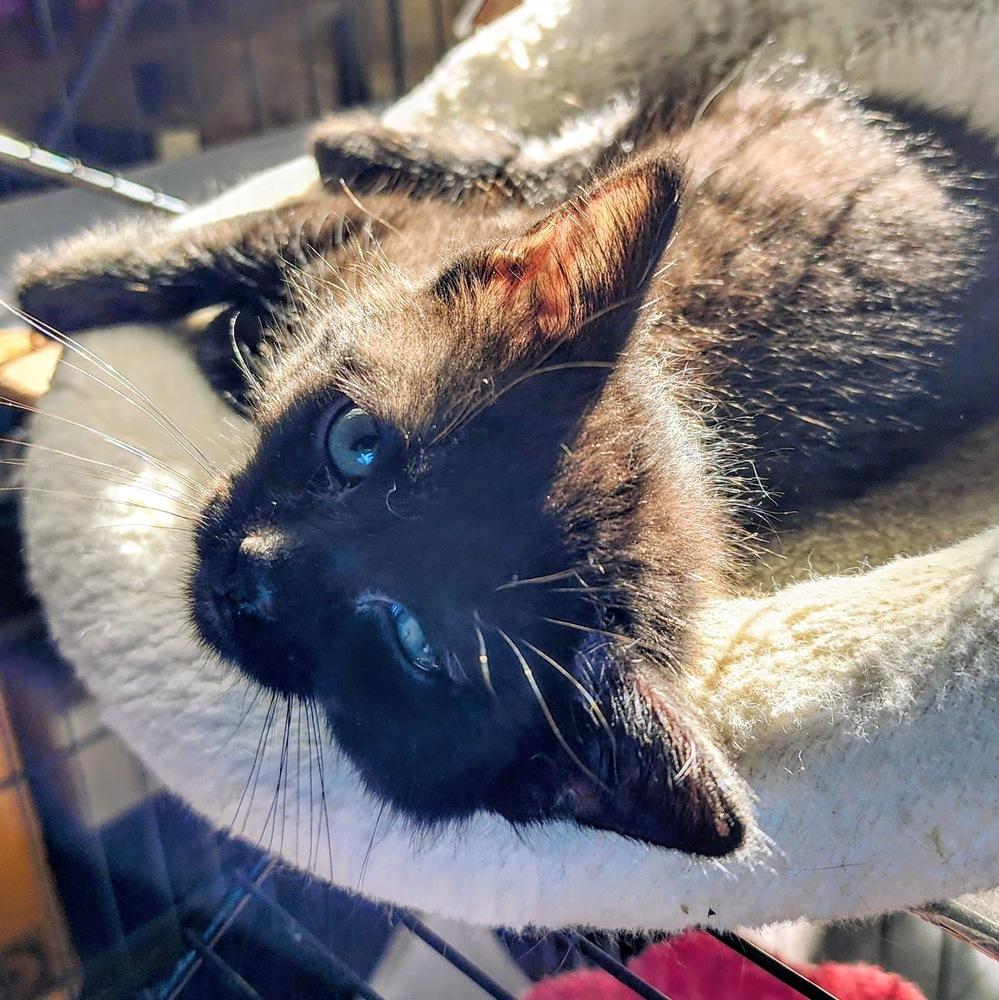 Enlarge Jax, a Adoptable Domestic Short Hair in Albuquerque, NM image 2/2