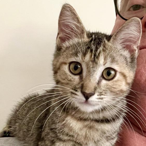 Enlarge Jack, a Adoptable Domestic Short Hair in Tustin, CA image 1/2