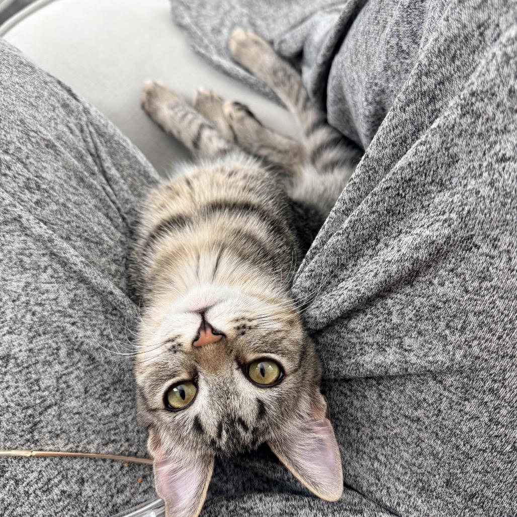 Enlarge Jack, a Adoptable Domestic Short Hair in Tustin, CA image 2/2