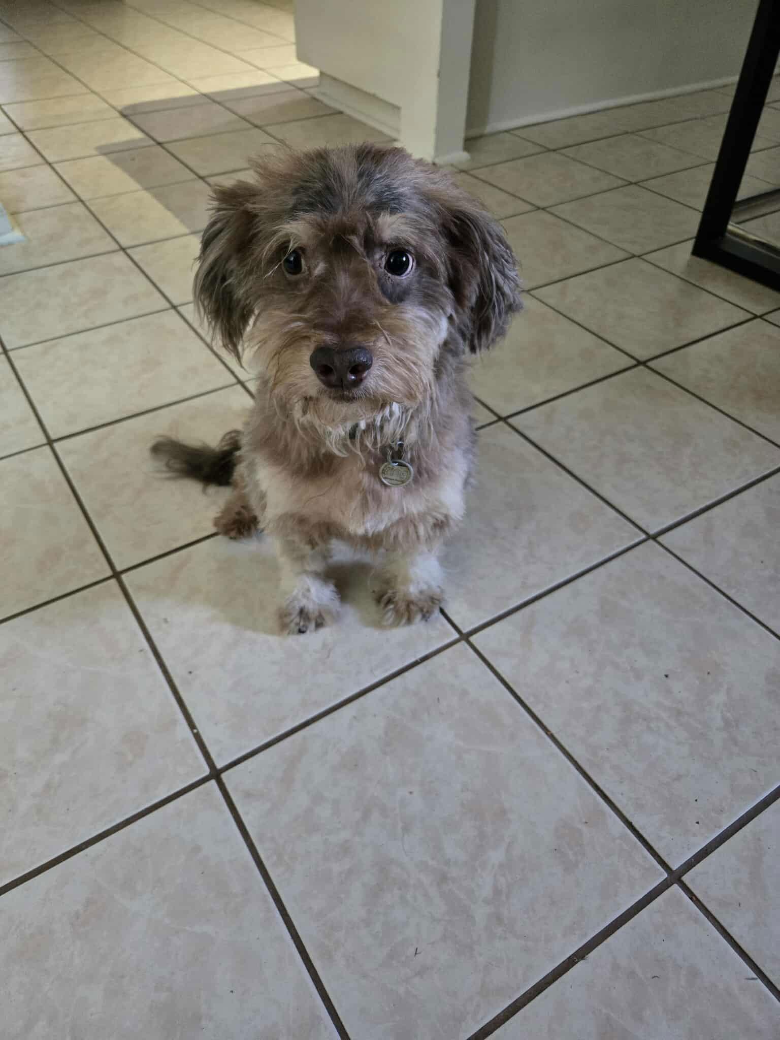 Enlarge Hans, a Adopted Schnauzer in Shillington, PA image 1/1
