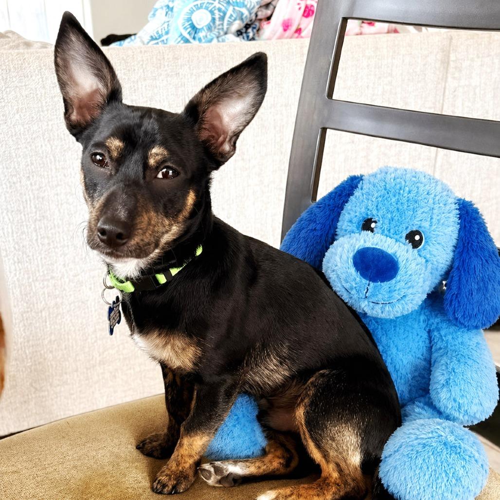 Enlarge Jester, a Adoptable mixed breed in Boerne, TX image 2/6