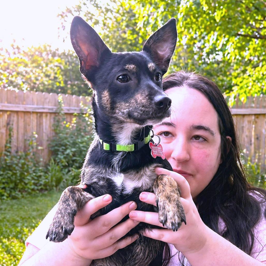 Enlarge Jester, a Adoptable mixed breed in Boerne, TX image 6/6