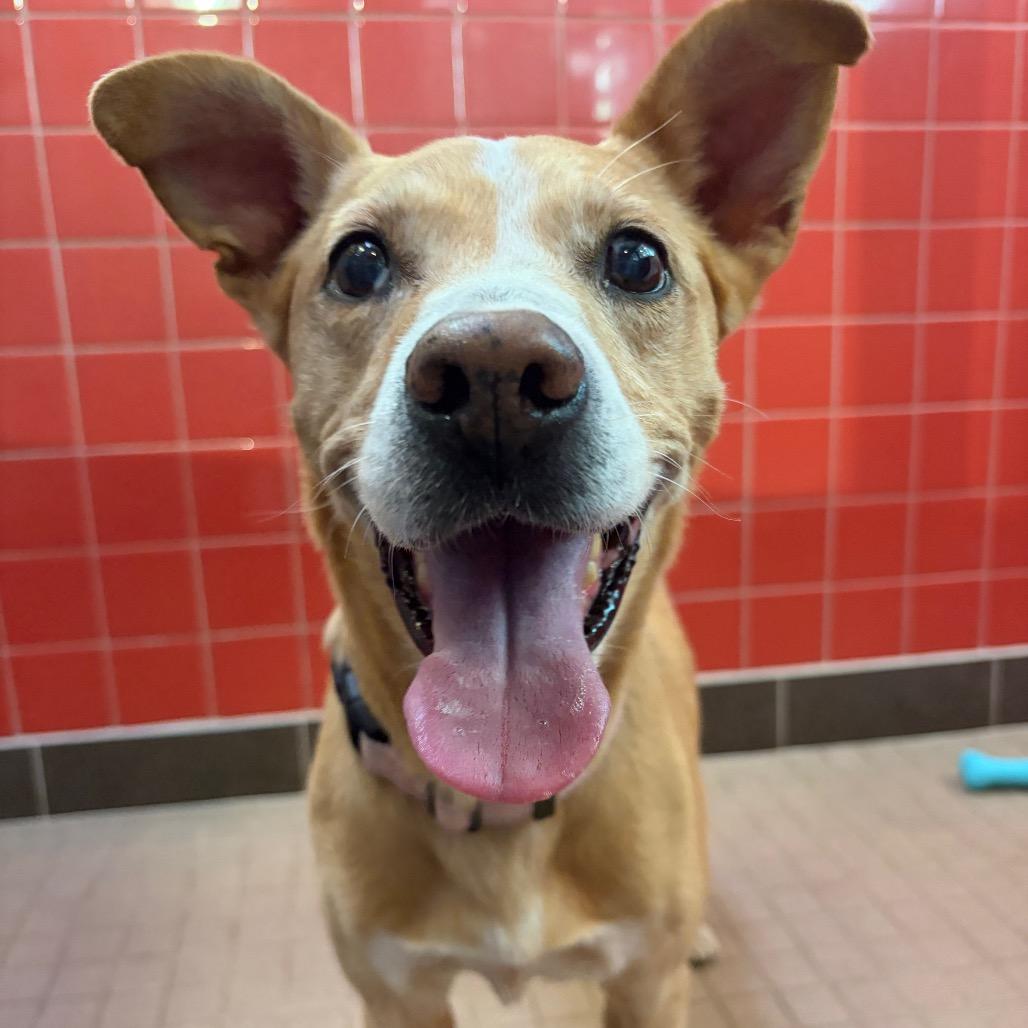 Butterfly, Adoptable, Adult Female Cattle Dog & Mixed Breed.